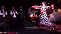 Privado: [ID: P_ay8rMH6t8] Youtube Automatic