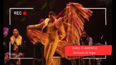 Privado: [ID: Q8ooEID-Q3U] Youtube Automatic